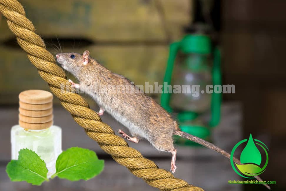 Tinh dầu bạc hà có tác dụng đuổi chuột và côn trùng